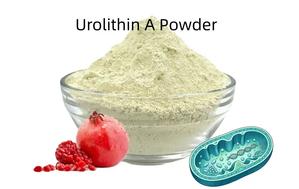Is Urolithin A Bulk Powder the Future of Mitochondrial Nutrition?